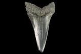 Fossil Mako Shark Tooth - South Carolina #128754-1